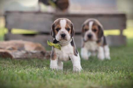 Beagle puppy te koop