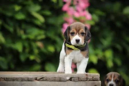 Beagle puppy te koop
