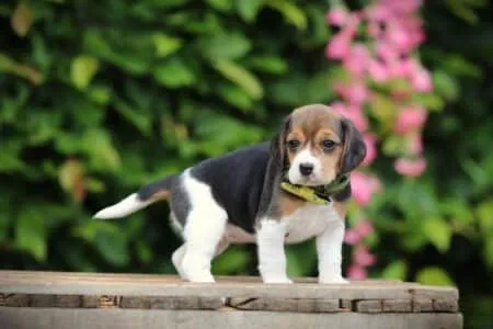 Beagle puppy te koop