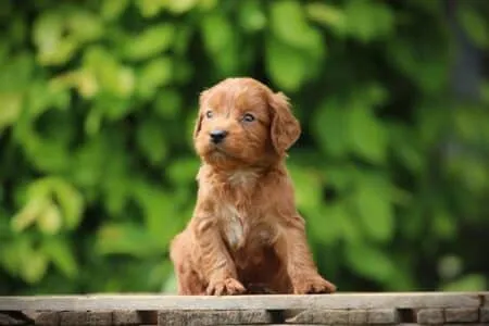 Cockapoo puppy te koop