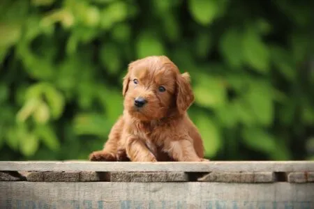 Cockapoo puppy te koop