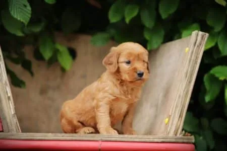Cockapoo puppy te koop