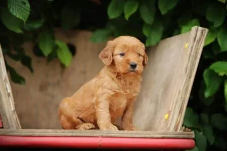 Cockapoo puppy te koop