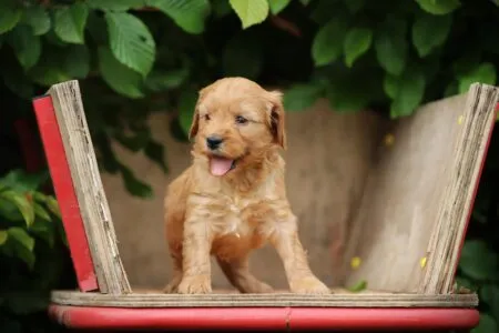 Cockapoo puppy te koop