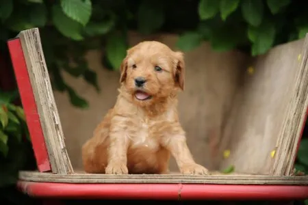 Cockapoo puppy te koop