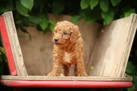 Cockapoo puppy te koop