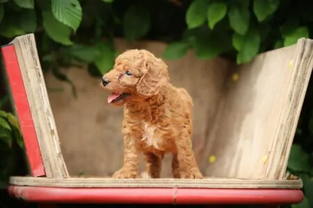 Cockapoo puppy te koop