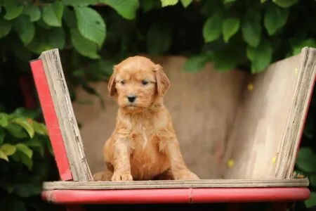 Cockapoo puppy te koop