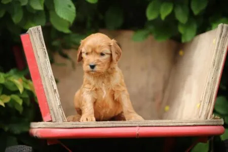Cockapoo puppy te koop