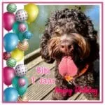 Labradoodle - bibi 1