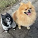 Dwergkeeshond - benji 5