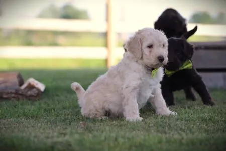 Labradoodle puppy te koop