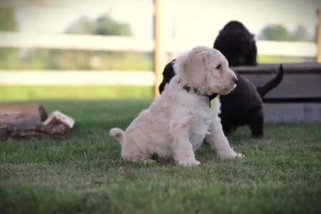 Labradoodle puppy te koop