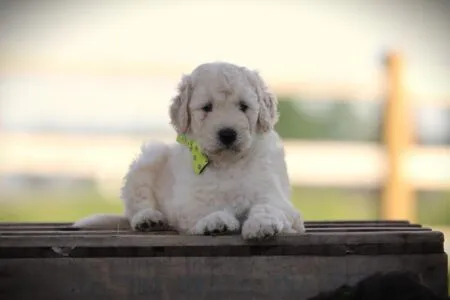 Labradoodle puppy te koop