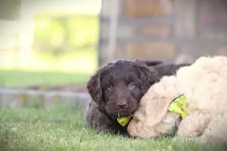 Labradoodle puppy te koop