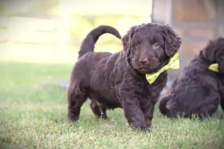 Labradoodle puppy te koop