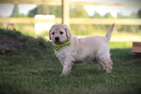 Labradoodle puppy te koop