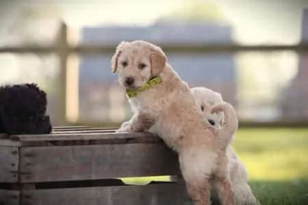 Labradoodle puppy te koop