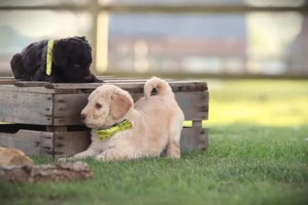 Labradoodle puppy te koop