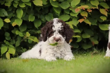 Lagotto Romagnolo puppy te koop