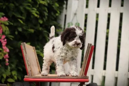 Lagotto Romagnolo puppy te koop