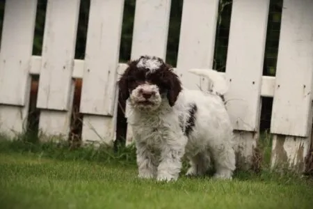 Lagotto Romagnolo puppy te koop