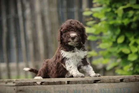 Lagotto Romagnolo puppy te koop
