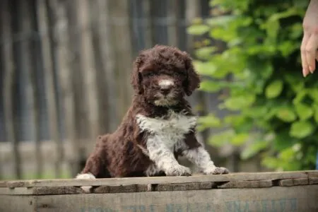 Lagotto Romagnolo puppy te koop