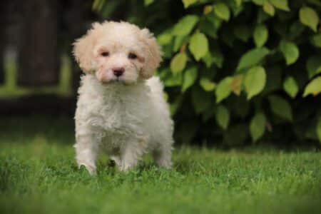 Lagotto Romagnolo puppy te koop