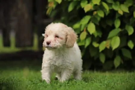 Lagotto Romagnolo puppy te koop