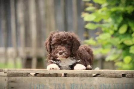 Lagotto Romagnolo puppy te koop