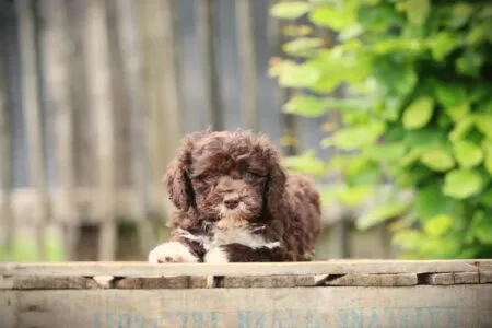 Lagotto Romagnolo puppy te koop