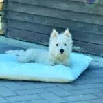 West highland white terrier - billie 1