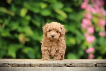 Miniature Poodle puppy te koop