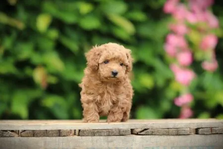 Miniature Poodle puppy te koop