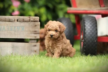 Miniature Poodle puppy te koop