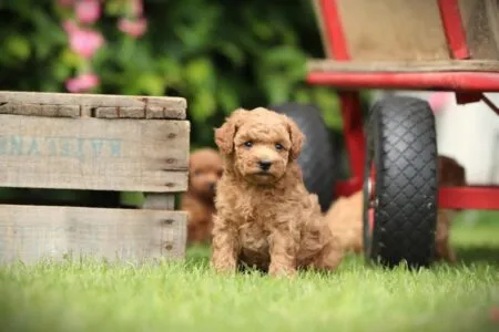 Miniature Poodle puppy te koop
