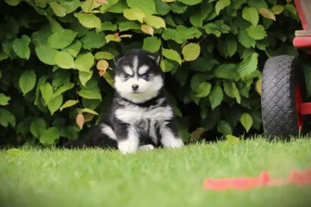 Pomsky puppy te koop