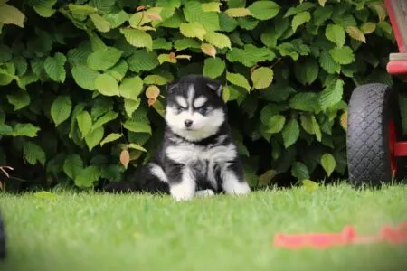 Pomsky puppy te koop