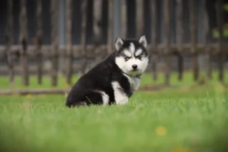 Pomsky puppy te koop