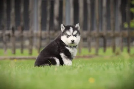Pomsky puppy te koop