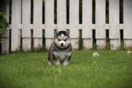 Pomsky puppy te koop