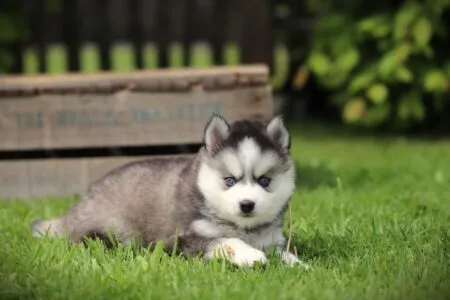 Pomsky puppy te koop