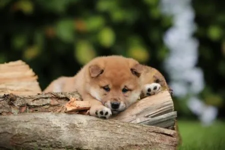 Shiba Inu puppy te koop