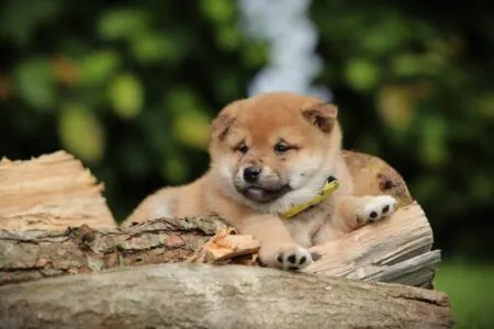 Shiba Inu puppy te koop