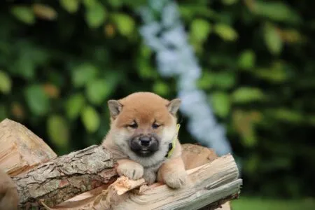 Shiba Inu puppy te koop