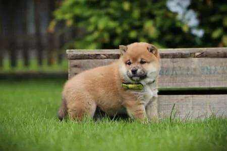 Shiba Inu puppy te koop