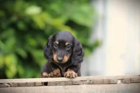 Dwergteckel puppy te koop
