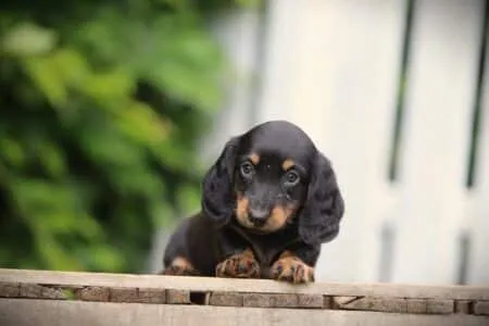 Dwergteckel puppy te koop