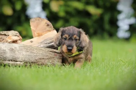 Teckel nain puppy te koop
